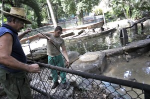 En estos momentos el colectivo de trabajadores del zoológico realiza un mantenimiento general en las instalaciones del parque, luego de su intensa explotación durante el período vacacional de este verano.