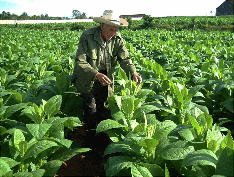 El establecimiento de los tipos de contrato en determinados e indeterminados haría desaparecer al trabajador cíclico, fundamental en la rama tabacalera, una actividad que se realiza en períodos específicos y no todo el año. Foto: René Pérez Massola