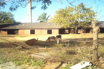 The Cuban Union Calls to Fight against Aedes Aegyptis