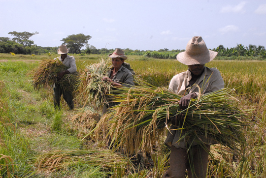 La producción de arroz se queda por debajo de lo planificado en varias entidades tuneras.