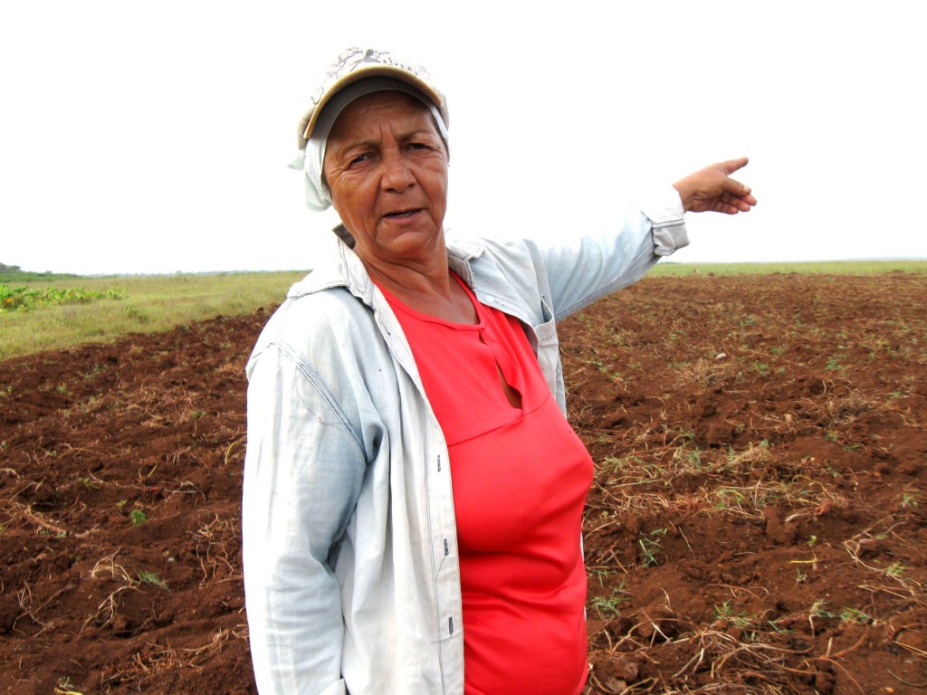 “Aquí estaba el boniatal que la plaga se comió”, apunta Silvia. Fotos: José Luis Martínez Alejo.