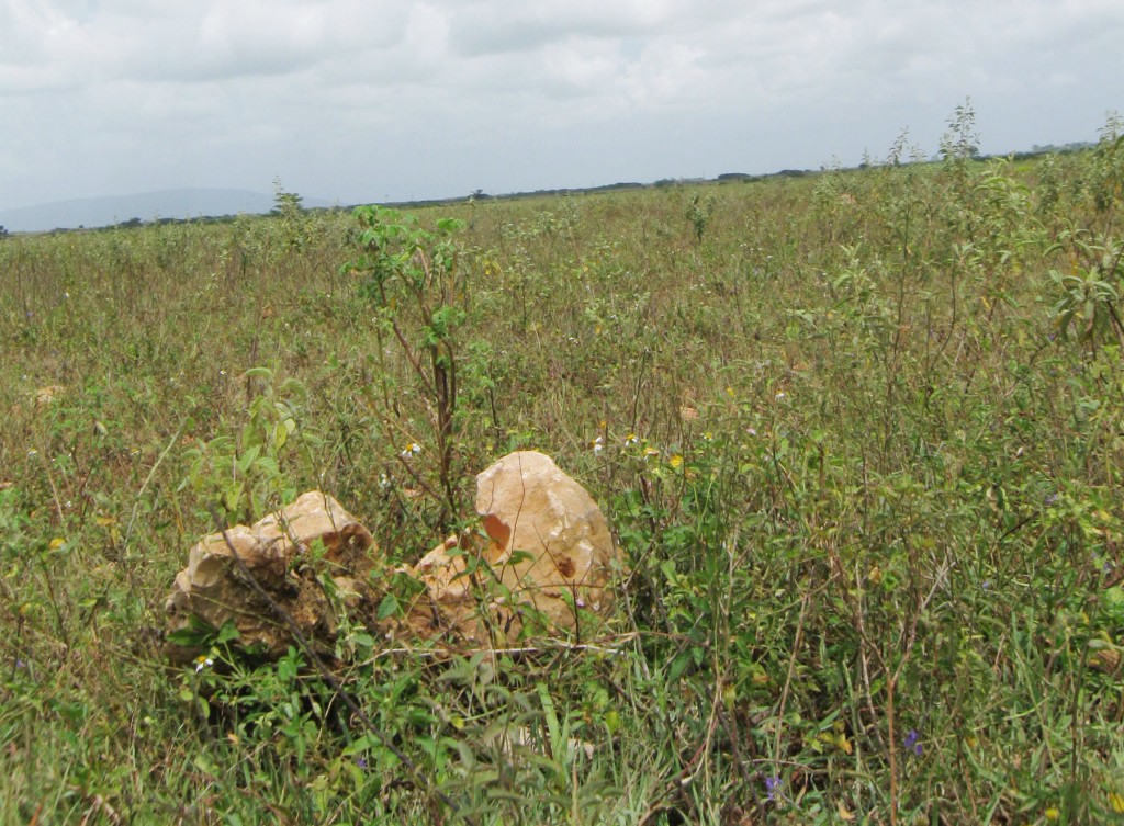 Ayer un guayabal, hoy tremendo herbazal.