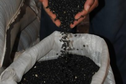Produce Matanzas la mayor cifra histórica de frijoles
