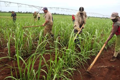 Los Indios de la armonía
