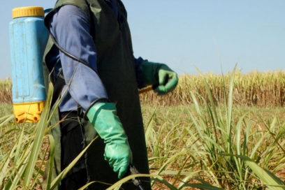 Rinden alto cañeros de Ciego de Ávila