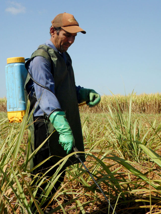 Las atenciones culturales a los cañaverales entre las acciones que posibilitaron los altos rendimientos en la cosecha. Foto: José Luis Martínez Alejo.