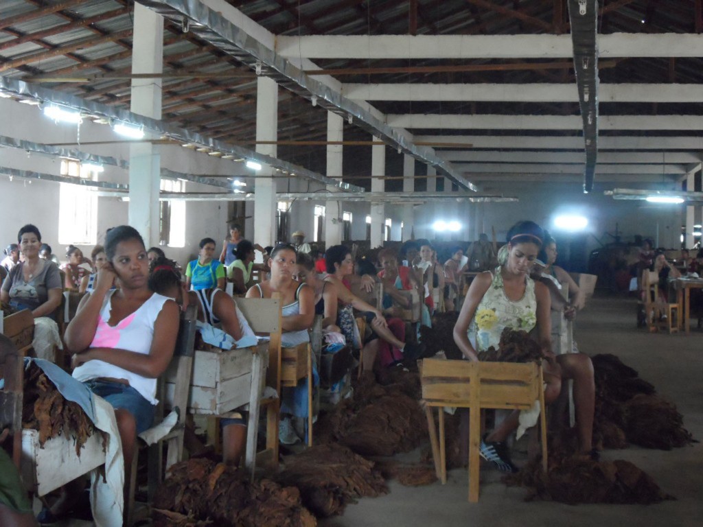 : Las mujeres que laboran en las escogidas se encontrarían entre las más afectadas de aplicarse los cambios referentes a los contratos de trabajo en le sector tabacalero. 