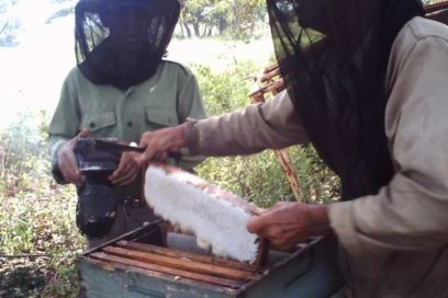 Apicultores camagüeyanos auguran buena castra de miel