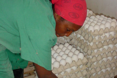 Los avicultores avileños son los más productivos de Cuba