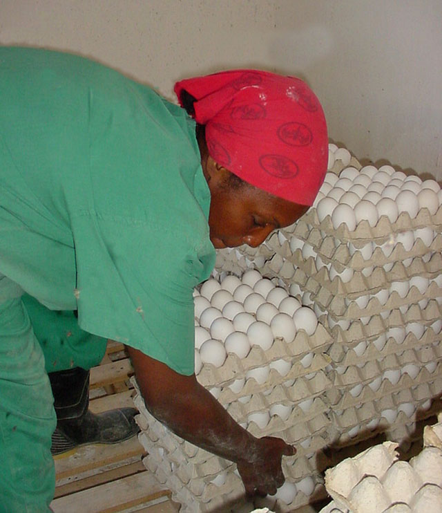 Determina el alto pico de producción la labor en las naves, en los períodos de iniciación, desarrollo y producción de las gallinas.