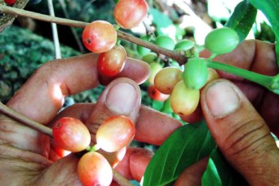 Incrementar la recogida de café ante altos picos de maduración