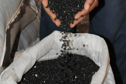 Matanzas produciría  mayor cifra histórica  de frijoles