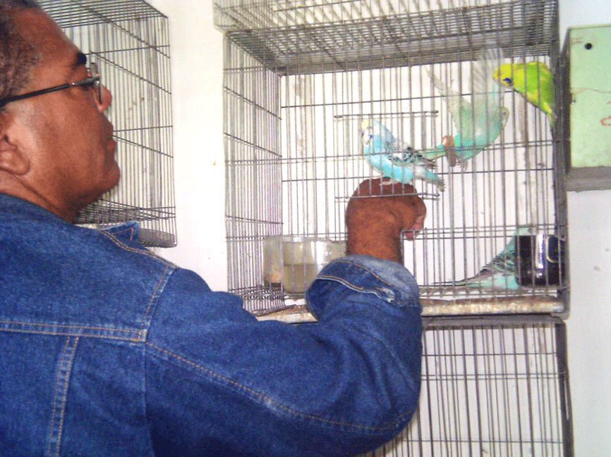 Julio César muestra en su aviario algunas de las especies que cría. Foto: Del autor
