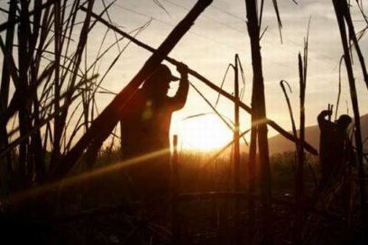 El 20 de noviembre comenzará la zafra azucarera