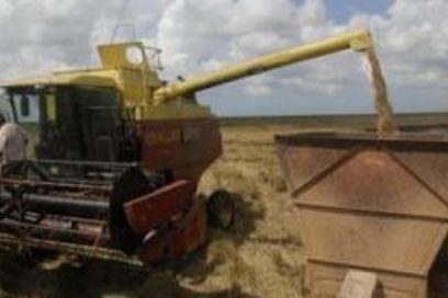 Sancti Spíritus: Producción arrocera “in crescendo”