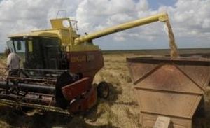 A estas alturas del año, arroceros espirituanos igualan los niveles de producción obtenidos en el 2012. Foto: Vicente Brito.