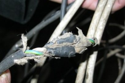 Ratones e insectos  tuvieron la culpa