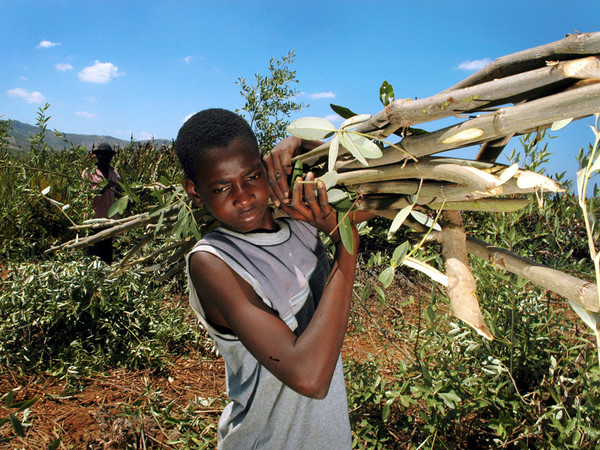 Haití reforestación