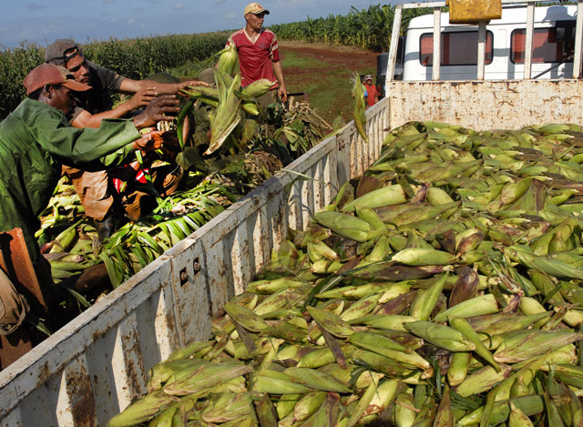 Este año se han cosechado en esas tierras rojas 36 mil toneladas de alimentos, de ellas más de 31 mil de plátanos con destino a todas las provincias cubanas. Foto: Roberto Carlos Medina