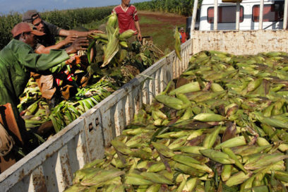 La Cuba quiere convertirse en el granero de Cuba