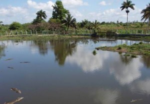 Humedal Ciénaga de Zapata Cuba