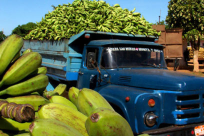 ¿La fórmula definitiva para la agricultura cubana?