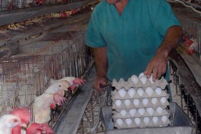 Notable recuperación de la avicultura santiaguera