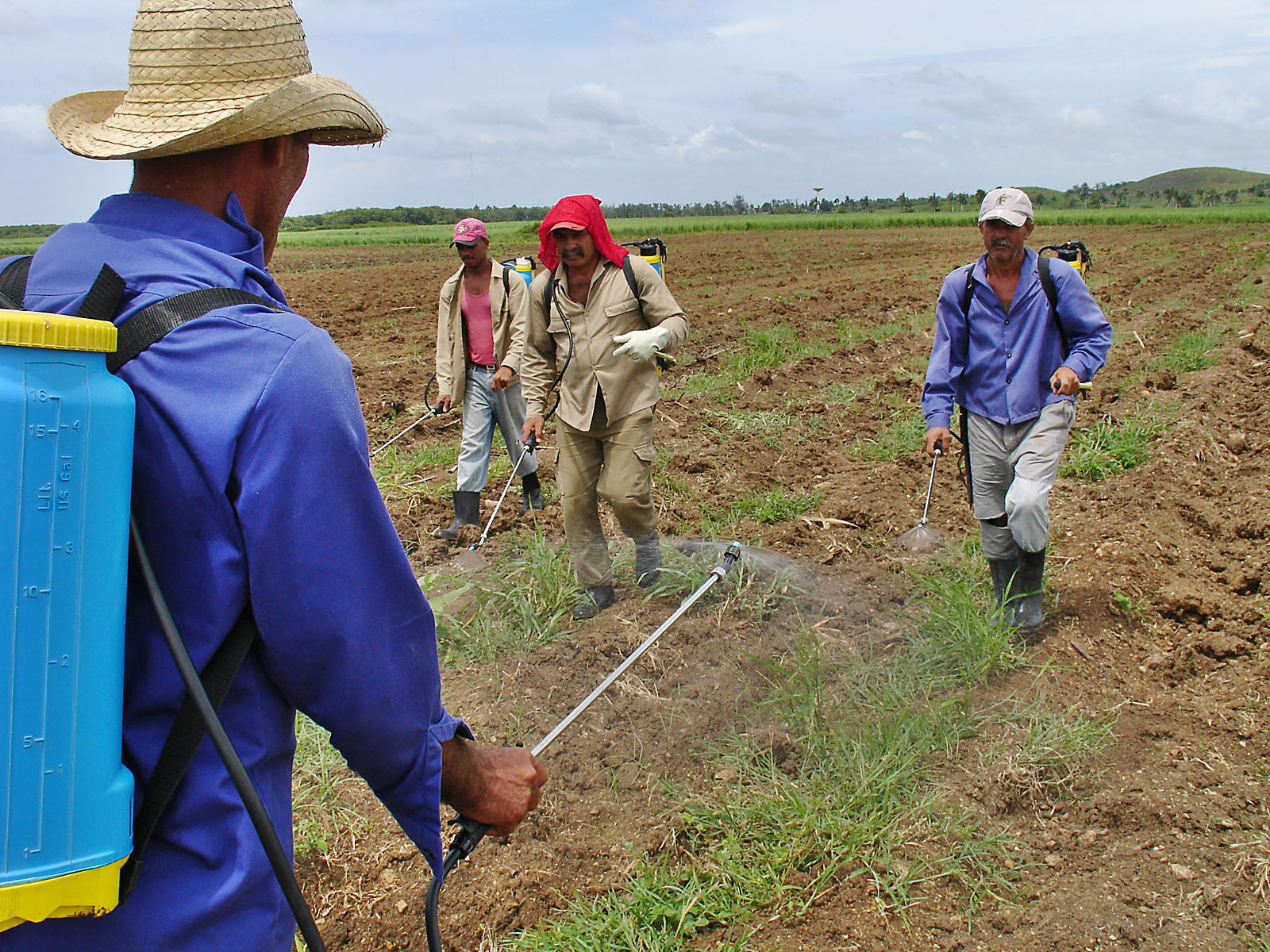 Entre las enfermedades profesionales en Cuba están las asociadas con la exposición a plaguicidas y fertilizantes. Foto: Agustín Borrego