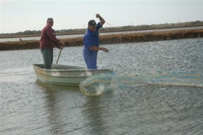El año del camarón