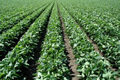 Convocan en Pinar del Río simposio sobre desarrollo agrario municipal
