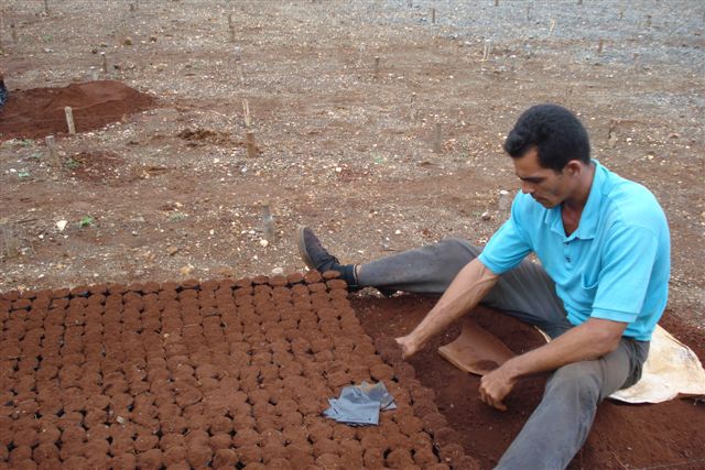 La producción de posturas se ha incrementado.