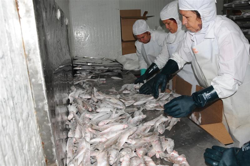 Los empacadores, en su mayoría mujeres, laboran a menos de 12 grados Celsius.