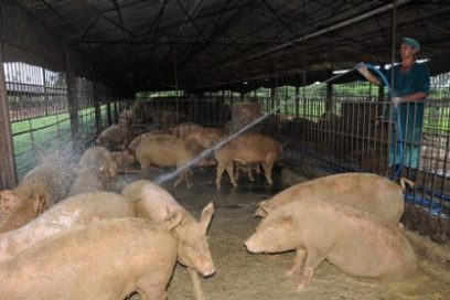 “Cuido a los cerdos como gallo fino”