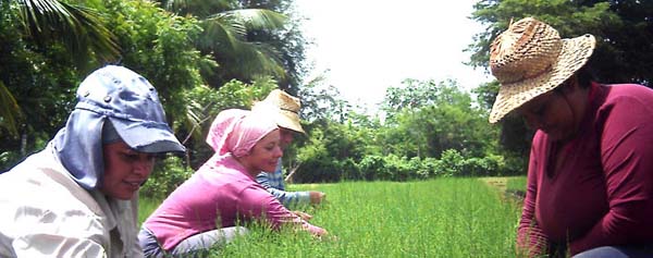 Los trabajadores del sector agropecuario son actores fundamentales en las transformaciones del modelo económico cubano