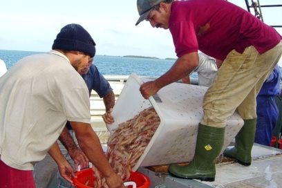 Al camarón no se lo lleva la corriente