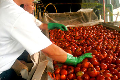 Arranca molienda de tomate en Ciego de Ávila