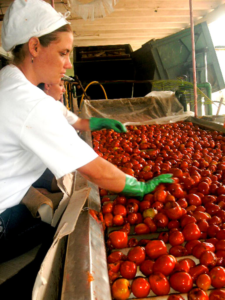 La zafra tomatera arrancó por la conservera de Majagua que tiene como producto élite la salsa para pastas conocida por Vita Nuova. Foto del autor