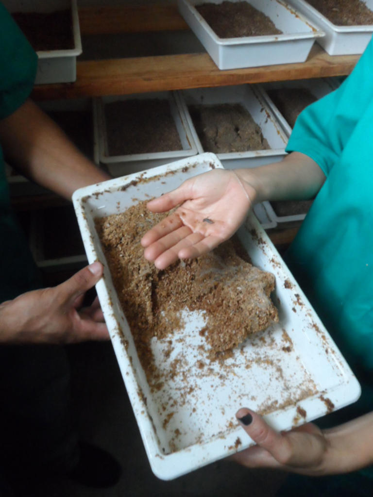 Los nemátodos se alimentan de la Gallería, un insecto en larval del cual se reproducen especímenes en el laboratorio.