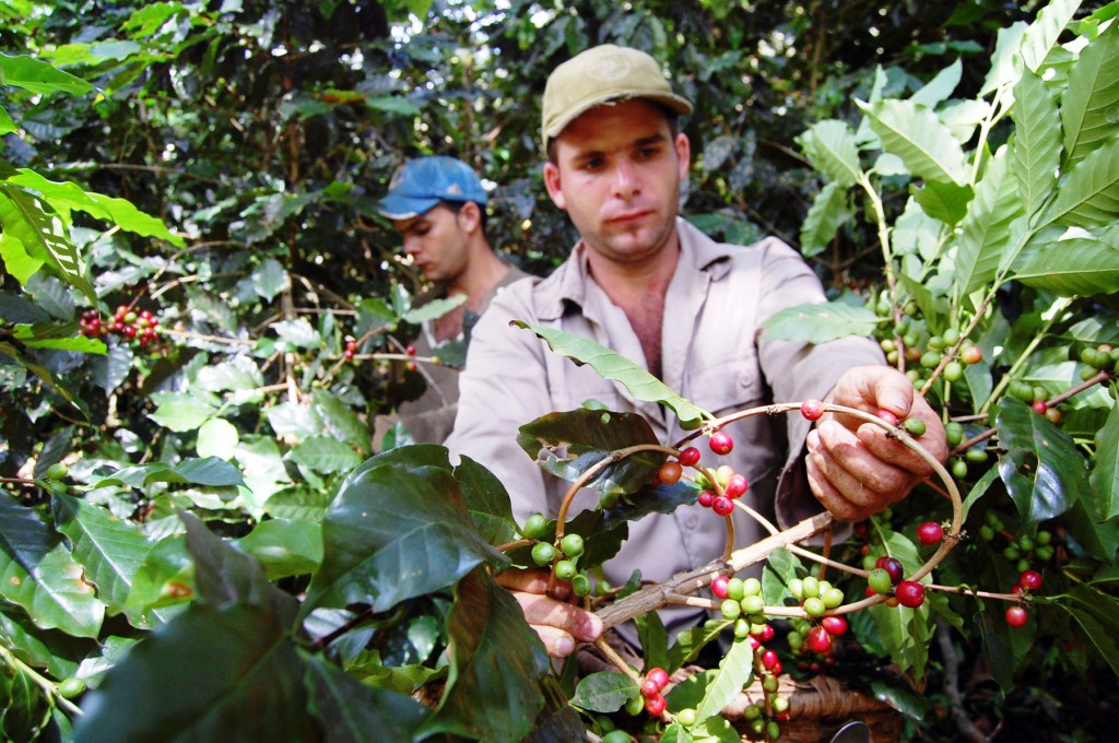 Los recolectores extremaron los cuidados para garantizar la calidad del café. Foto: Modesto Gutiérrez, AIN