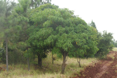 Diversidad y riqueza en bosques pinareños