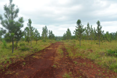 Ciencia aplicada en la reproducción de árboles