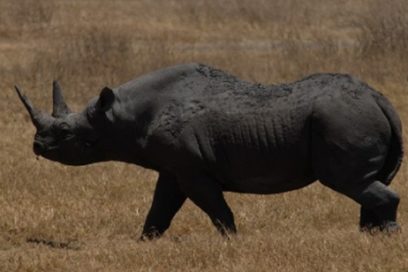 Permiso para  extinguir los  rinocerontes