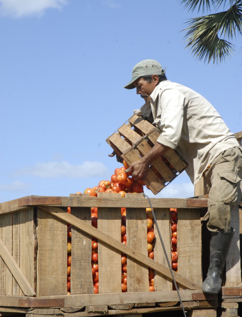 Un tremendo reto es poner al rojo vivo la eficiencia de la zafra tomatera en Ciego de Ávila. | foto: Nohema Díaz Muñoz