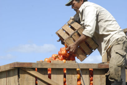 Destiñe cosecha tomatera en Ciego de Ávila