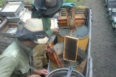 Para llegar al néctar dulcísimo