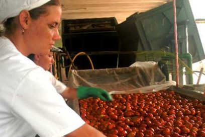 Comienza recogida del tomate en Ciego de Ávila