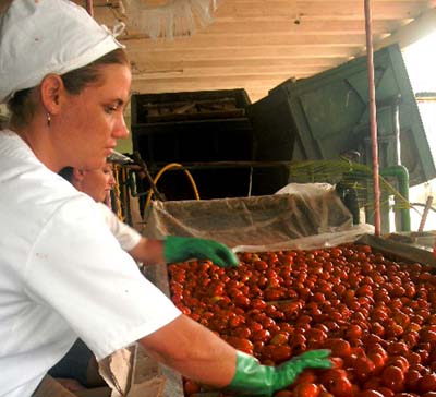 La molienda arrancó por la conservera de Majagua que tiene como producto élite la salsa para pastas conocida por Vita Nuova. (Foto: José Luis Martínez Alejo) La molienda arrancó por la conservera de Majagua que tiene como producto élite la salsa para pastas conocida por Vita Nuova. (Foto: José Luis Martínez Alejo)