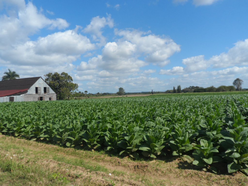 Los asociados de la 26 de Julio esperan sobrepasar los 7 mil quintales de tabaco, a pesar de las dificultades climáticas enfrentadas. Fotos: Eduardo González Martínez. 