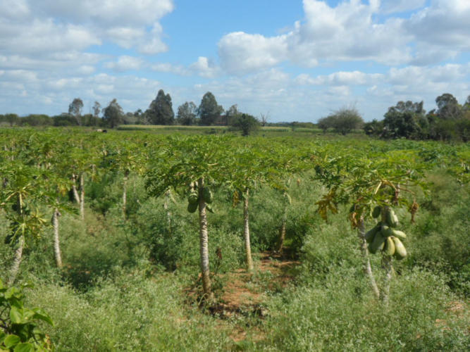En el resto de las áreas se pueden encontrar, en menor medida, fruta bomba, tomate, pimiento, berenjena, sorgo.