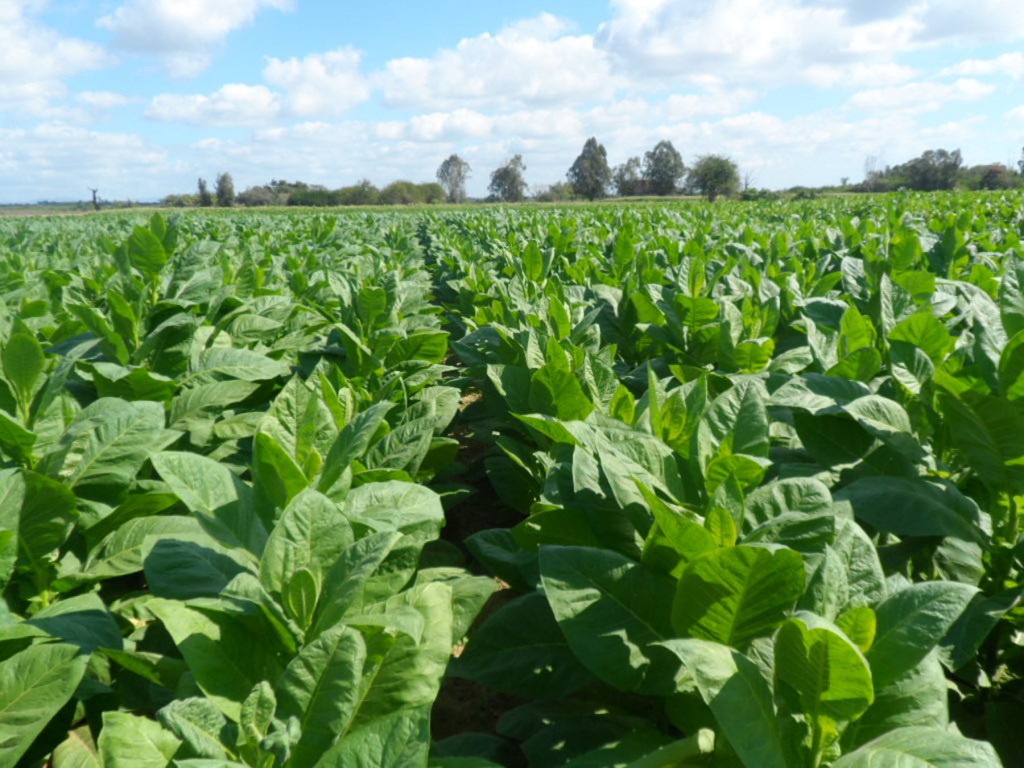 De las 2850 hectáreas totales de la CCS, unas 204 se dedican a la producción de la preciada hoja, con niveles reconocidos de calidad.